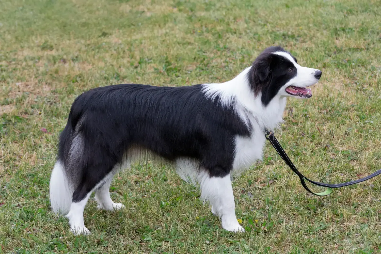 Read more about the article Criador de Border Collie