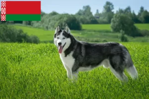 Read more about the article Criadores de Husky e cachorros na Bielorrússia