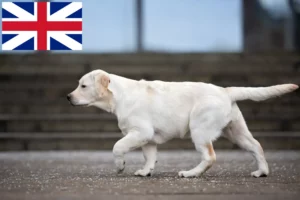 Read more about the article Criadores de Labrador e cachorros na Grã-Bretanha