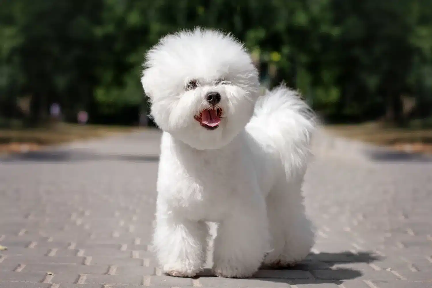 Read more about the article Criador de Bichon Frisé