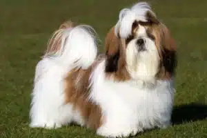 Read more about the article Criador de Shih Tzu