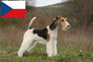 Read more about the article Fox Terrier criadores e cachorros na República Checa