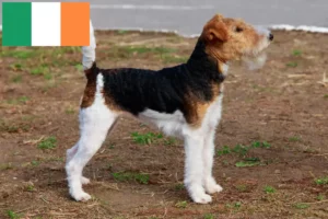 Read more about the article Criadores de Fox Terrier e cachorros na Irlanda