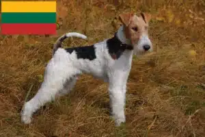 Read more about the article Criadores de Fox Terrier e cachorros na Lituânia