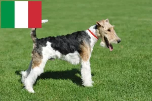 Read more about the article Criadores de Fox Terrier e cachorros em Itália