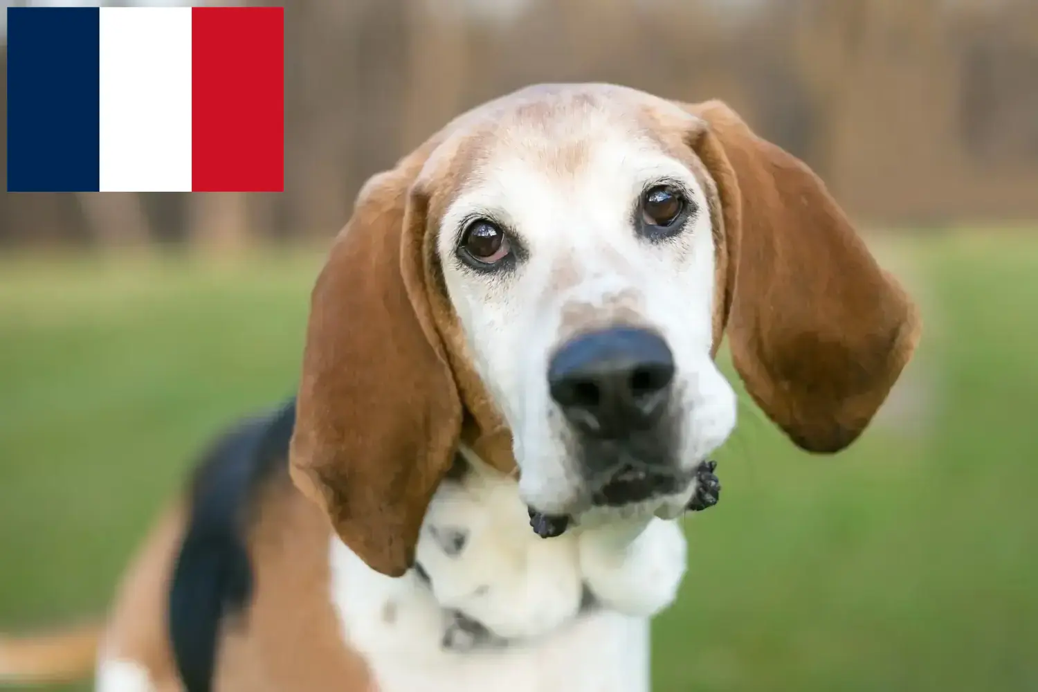 Read more about the article Criadores de Foxhound Inglês e cachorros em França