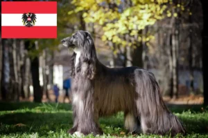 Read more about the article Criadores de Afghan Hound e cachorros na Áustria