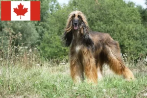 Read more about the article Criadores de galgos afegãos e cachorros no Canadá