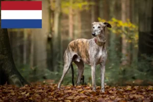 Read more about the article Criadores de galgos e cachorros nos Países Baixos