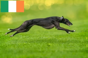 Read more about the article Criadores de galgos e cachorros na Irlanda