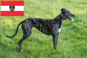 Read more about the article Criadores de galgos e cachorros na Áustria