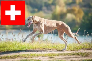 Read more about the article Criadores de galgos e cachorros na Suíça