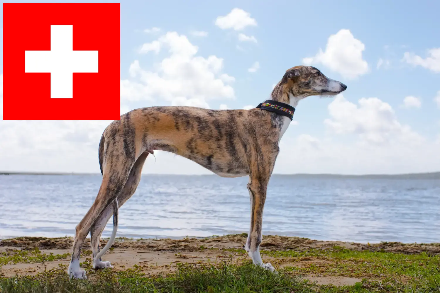 Read more about the article Galgo Espanol criadores e cachorros na Suíça