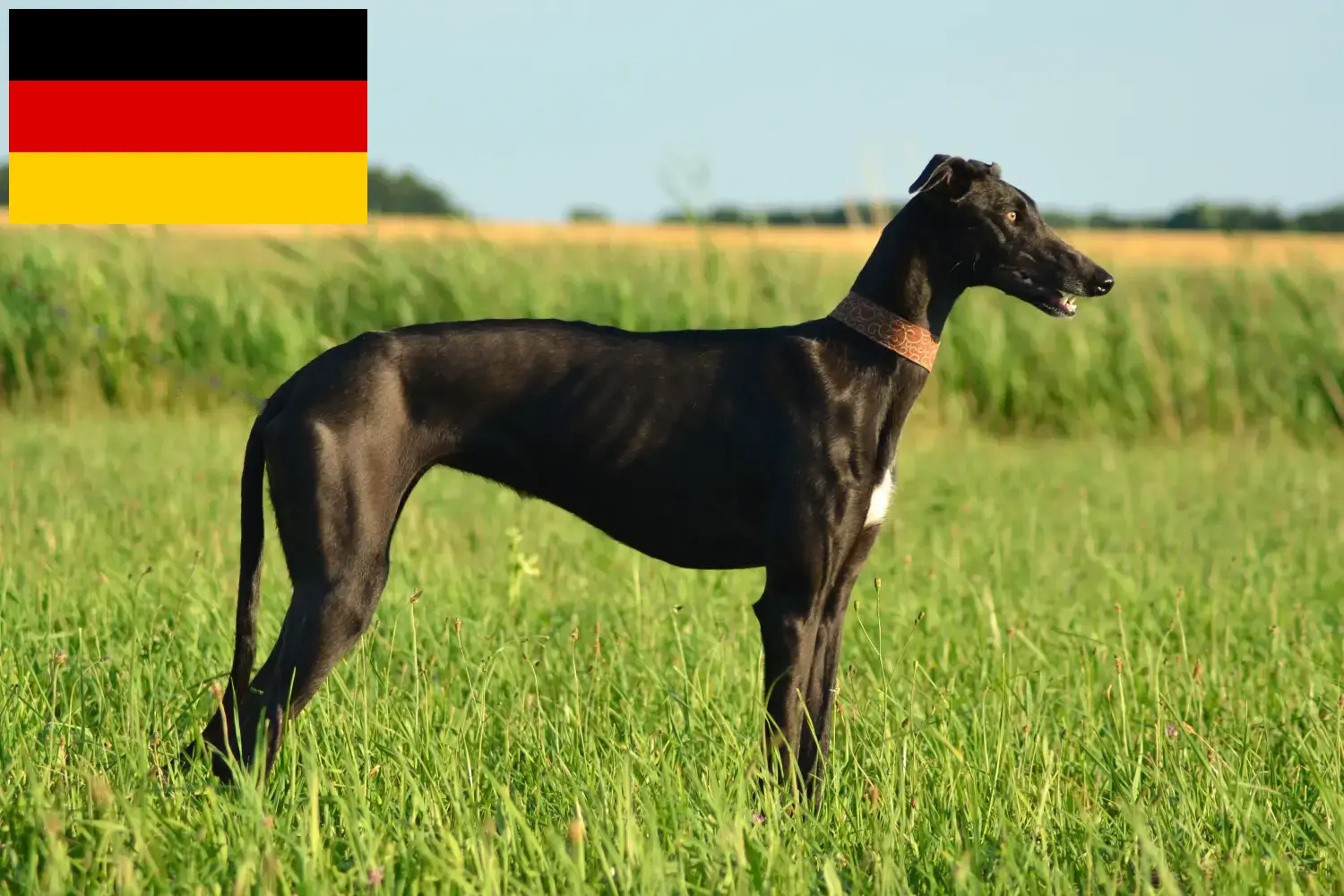 Read more about the article Galgo Espanol criadores e cachorros na Alemanha