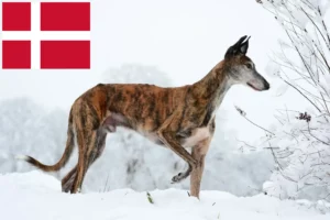 Read more about the article Galgo Espanol criadores e cachorros na Dinamarca