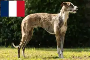 Read more about the article Galgo Espanol criadores e cachorros em França