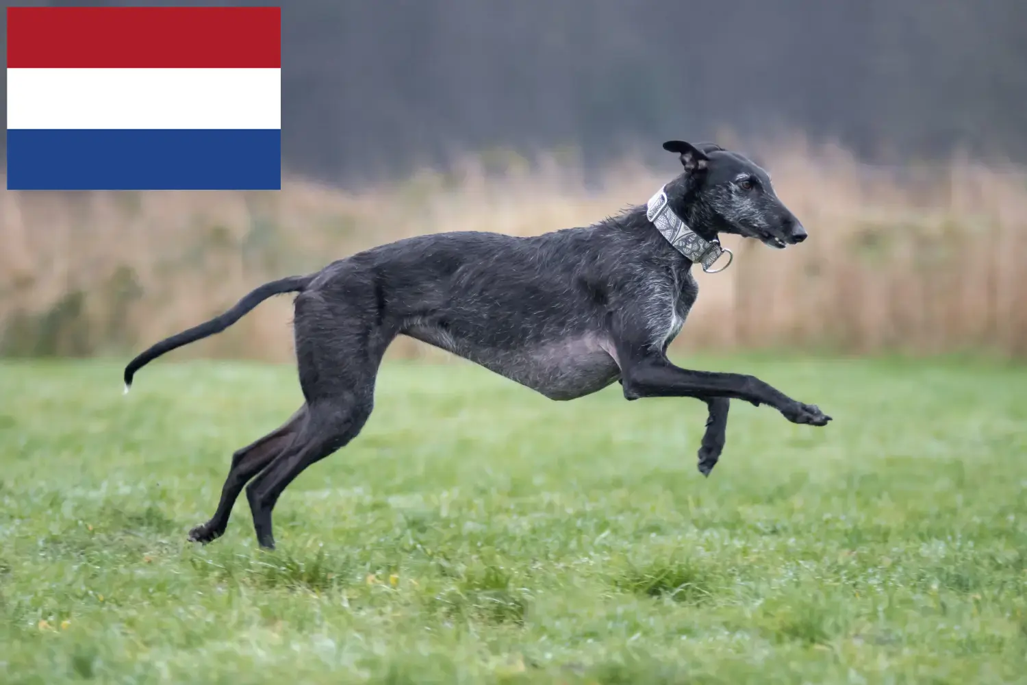 Read more about the article Galgo Espanol criadores e cachorros nos Países Baixos