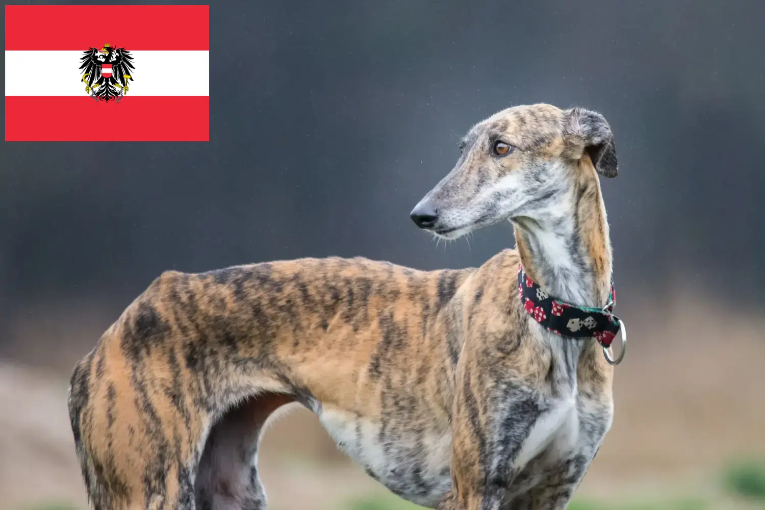 Read more about the article Galgo Espanol criadores e cachorros na Áustria