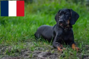 Read more about the article Criadores de Gończy Polski e cachorros em França