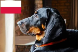 Read more about the article Gończy Polski criadores e cachorros na Polónia