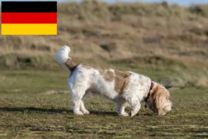 Read more about the article Criadores e cachorros de Grand Basset Griffon Vendéen na Alemanha