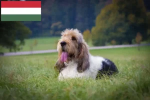 Read more about the article Criadores de Grand Basset Griffon Vendéen e cachorros na Hungria