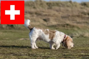 Read more about the article Criadores e cachorros de Grand Basset Griffon Vendéen na Suíça