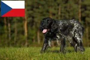 Read more about the article Grande criador de Münsterländer e cachorros na República Checa