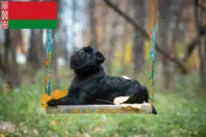 Read more about the article Criadores de Griffon Anão Belga e cachorros na Bielorrússia