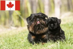 Read more about the article Criadores de Griffon Anão Belga e cachorros no Canadá