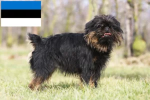 Read more about the article Criador de Griffon Anão Belga e cachorros na Estónia