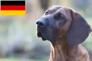 Read more about the article Criadores de Hannoverscher Schweißhund e cachorros na Alemanha