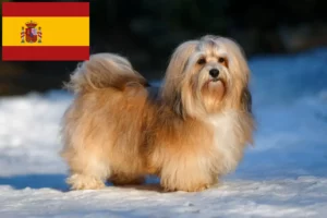 Read more about the article Criadores de Havanese e cachorros em Espanha