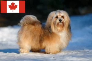 Read more about the article Criadores de Havanese e cachorros no Canadá