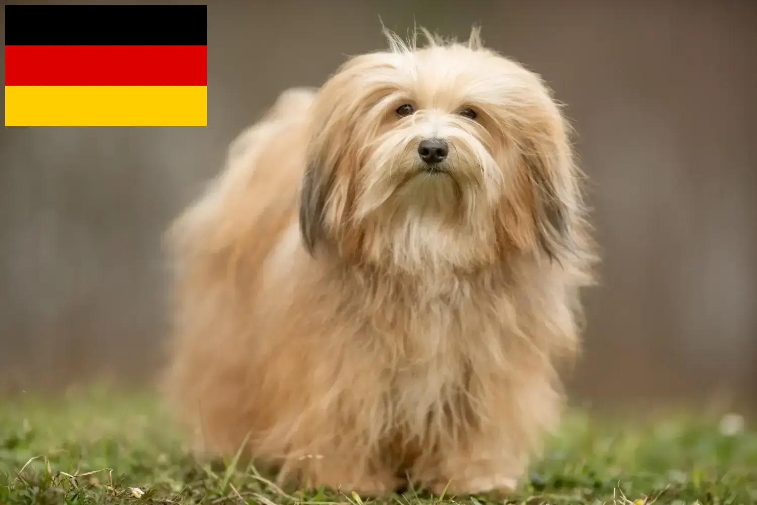 Read more about the article Criadores de Havanese e cachorros na Alemanha