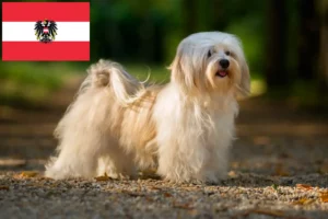 Read more about the article Criadores de Havanese e cachorros na Áustria