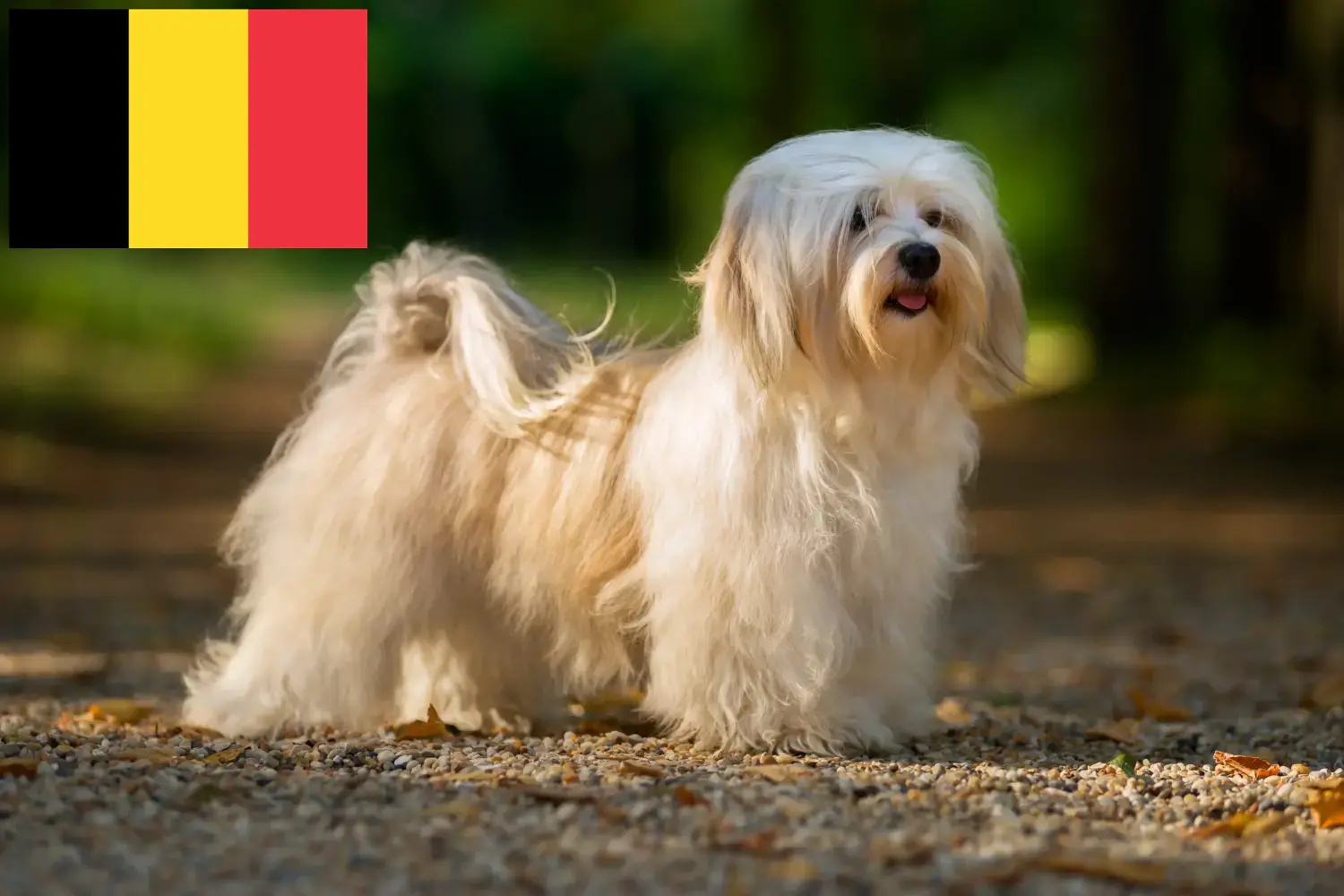 Read more about the article Criadores de Havanese e cachorros na Bélgica