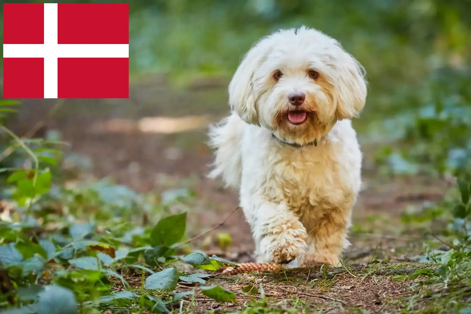 Read more about the article Criadores de Havanese e cachorros na Dinamarca