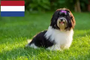 Read more about the article Criadores de Havanese e cachorros nos Países Baixos