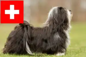 Read more about the article Criadores de Havanese e cachorros na Suíça