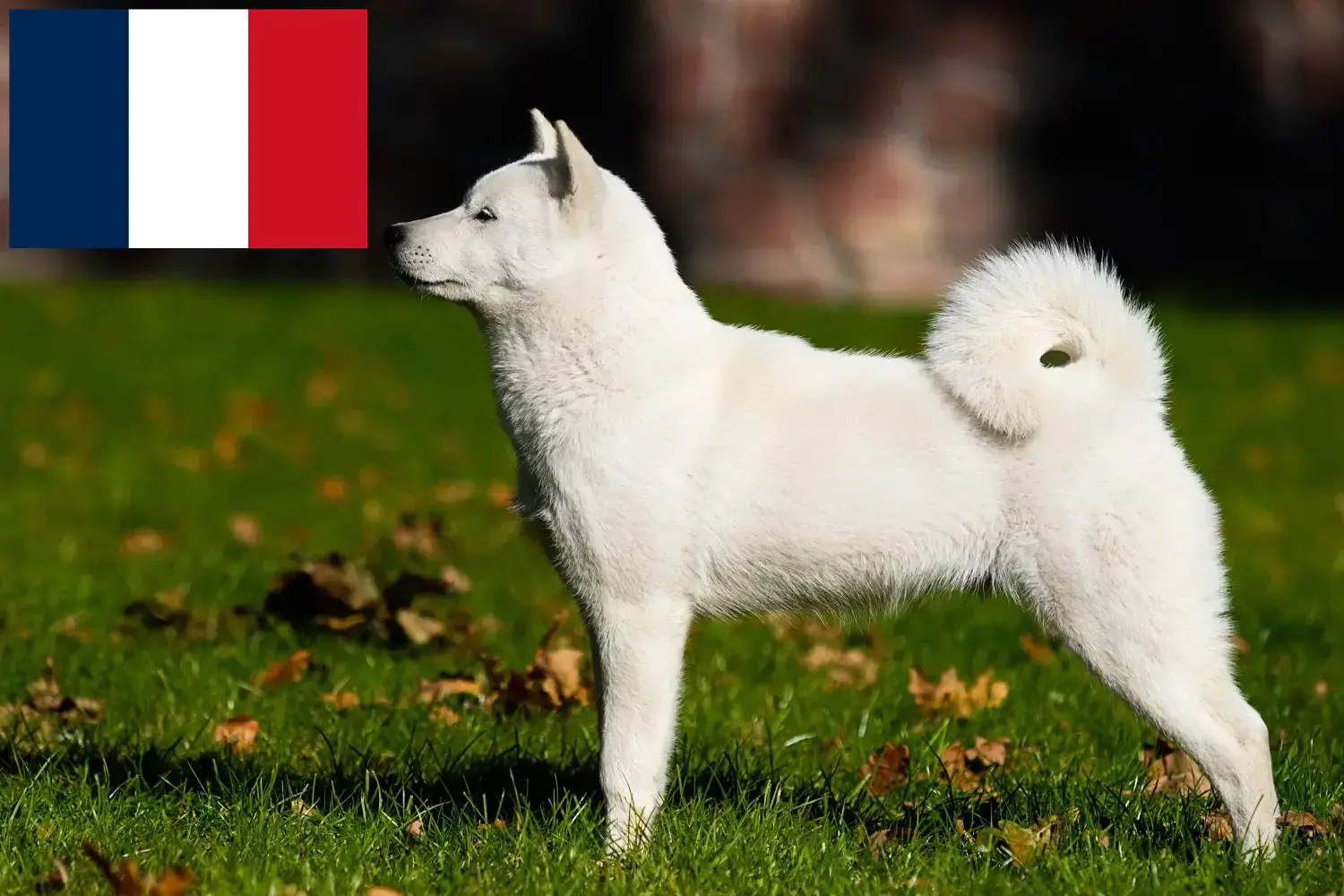 Read more about the article Criadores de Hokkaido e cachorros em França