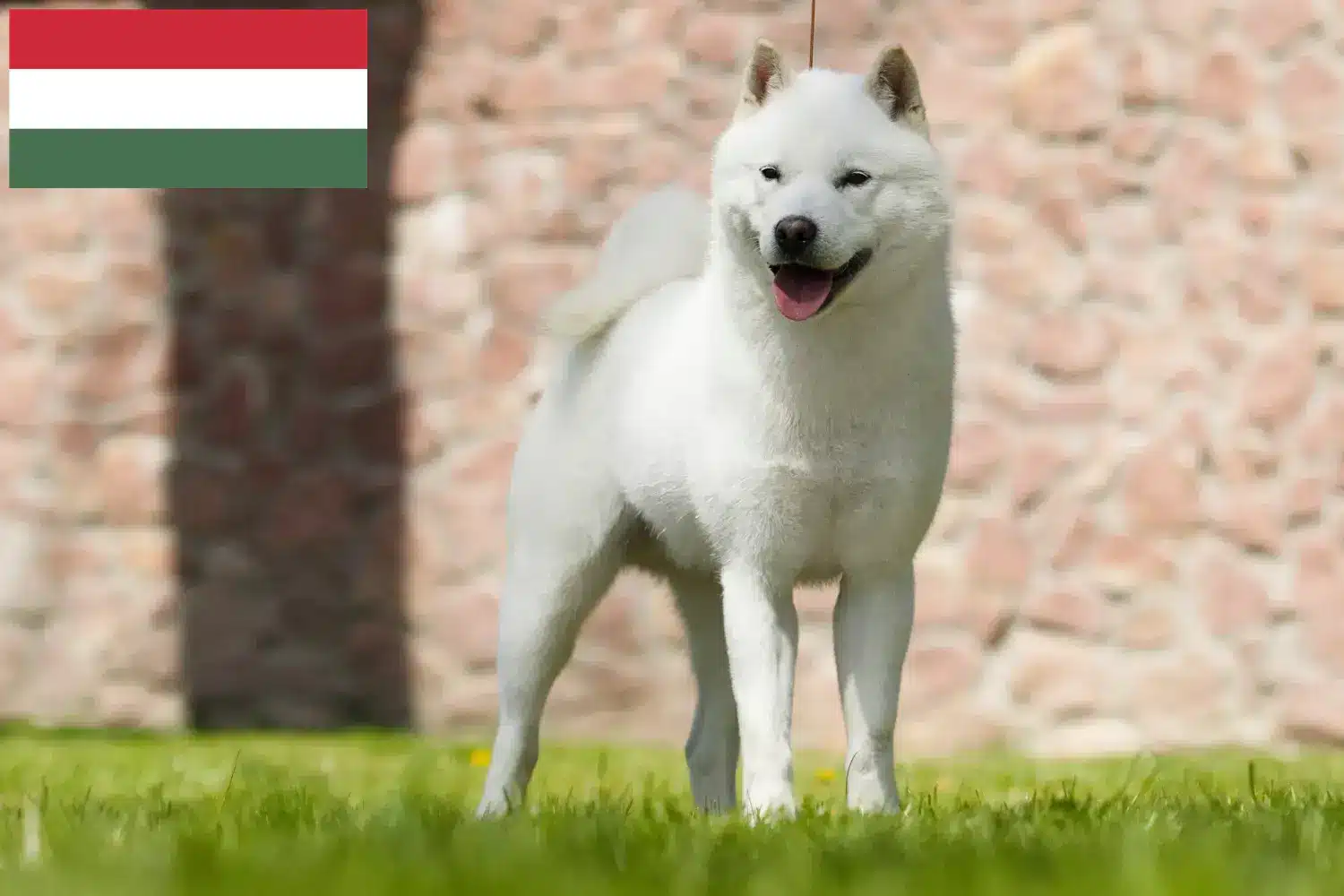 Read more about the article Criadores de Hokkaido e cachorros na Hungria