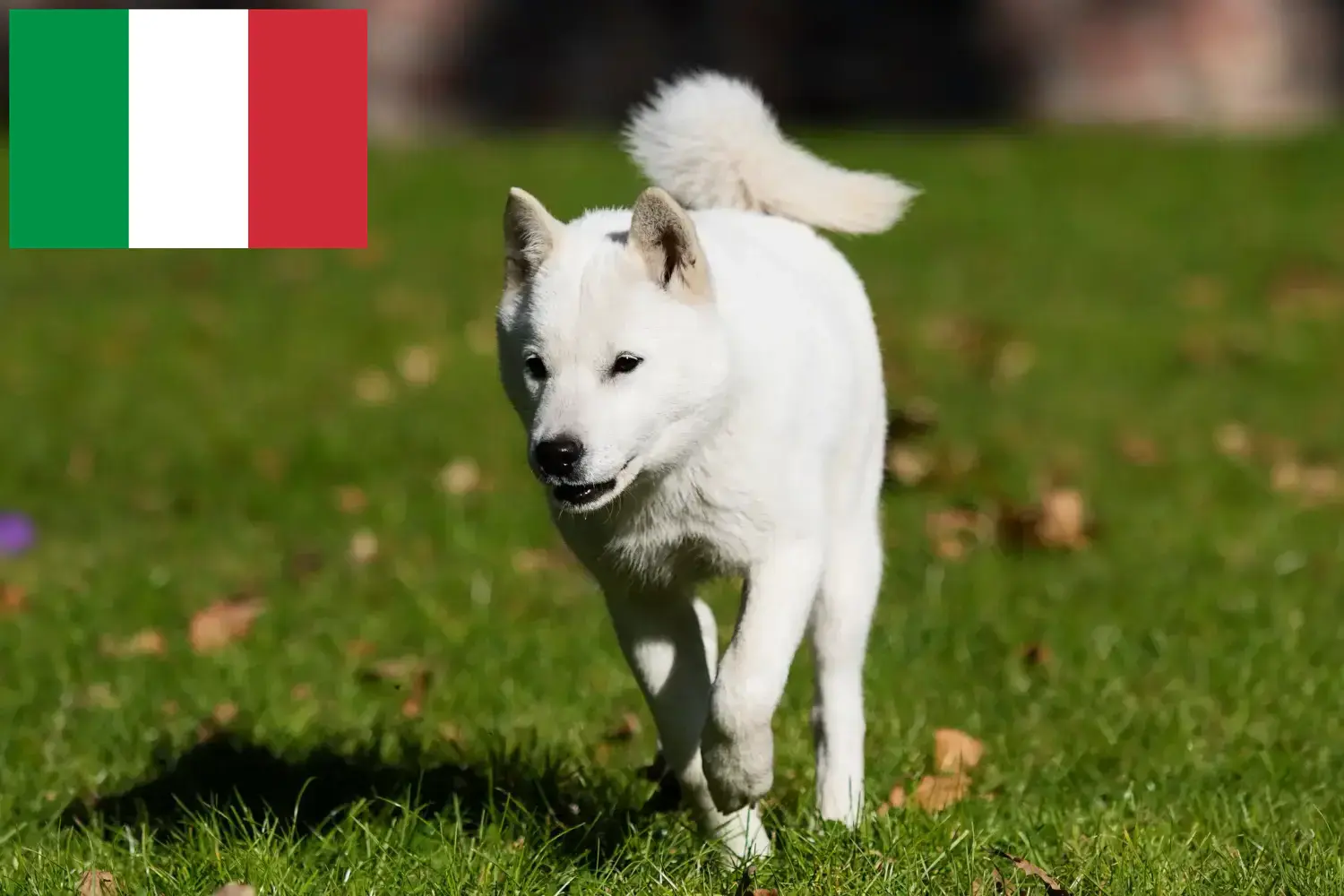 Read more about the article Criadores de Hokkaido e cachorros em Itália