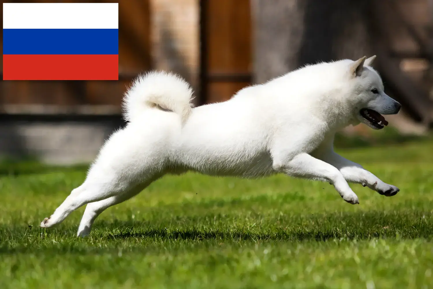 Read more about the article Criadores de Hokkaido e cachorros na Rússia