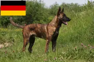 Read more about the article Hollandse Herdershond criadores e cachorros na Alemanha