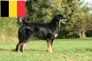 Read more about the article Criadores de Hovawart e cachorros na Bélgica