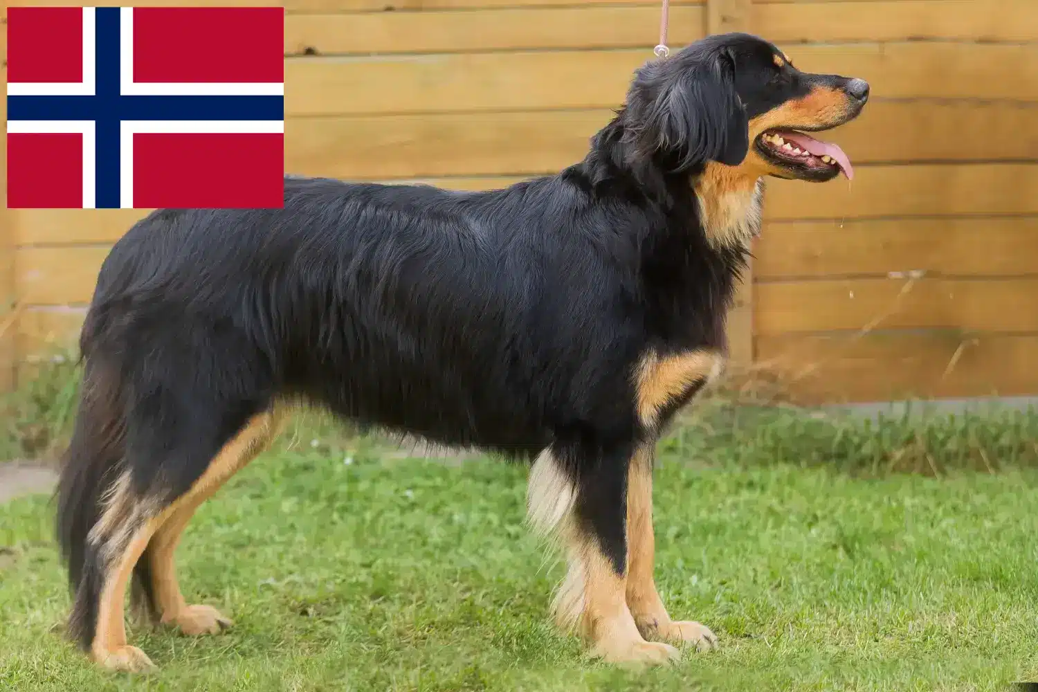 Read more about the article Criadores de Hovawart e cachorros na Noruega