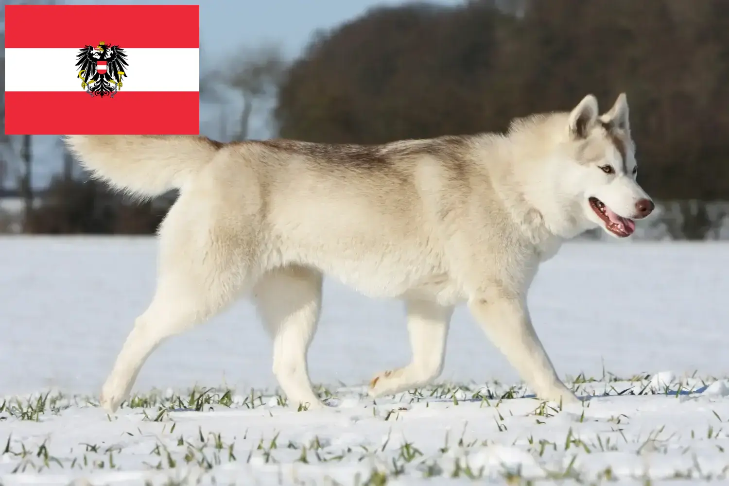 Read more about the article Criadores de Husky e cachorros na Áustria