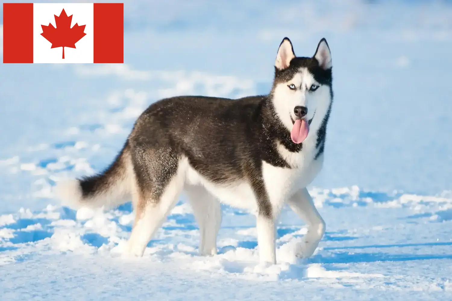 Read more about the article Criadores de Husky e cachorros no Canadá