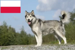 Read more about the article Criadores de Husky e cachorros na Polónia